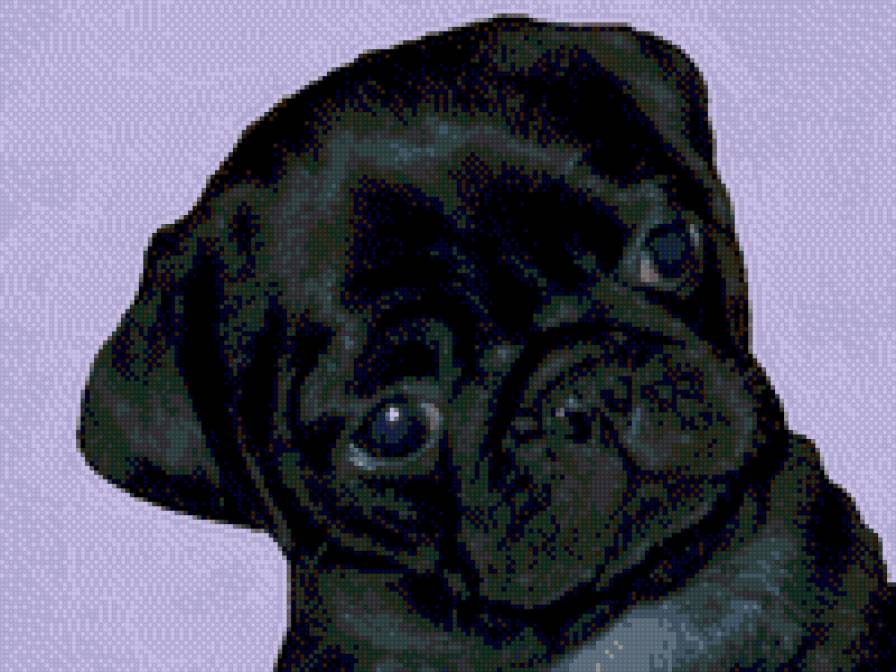 мопся ляля - мопс, любимчик, собака - предпросмотр