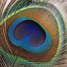 Схема вышивки «перо»