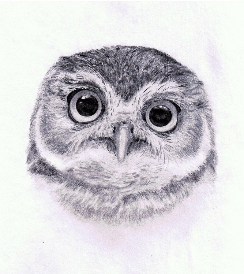 Совенок - оригинал