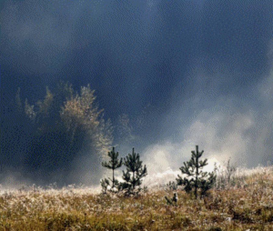 ели в дымке - природа, настроение, ели - предпросмотр