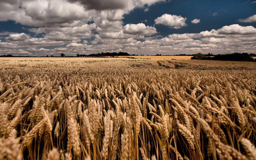 поле колосится - поле, пшеница, рожь, природа - оригинал