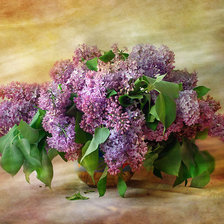 Схема вышивки «№851690»