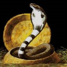 Схема вышивки «кобра»