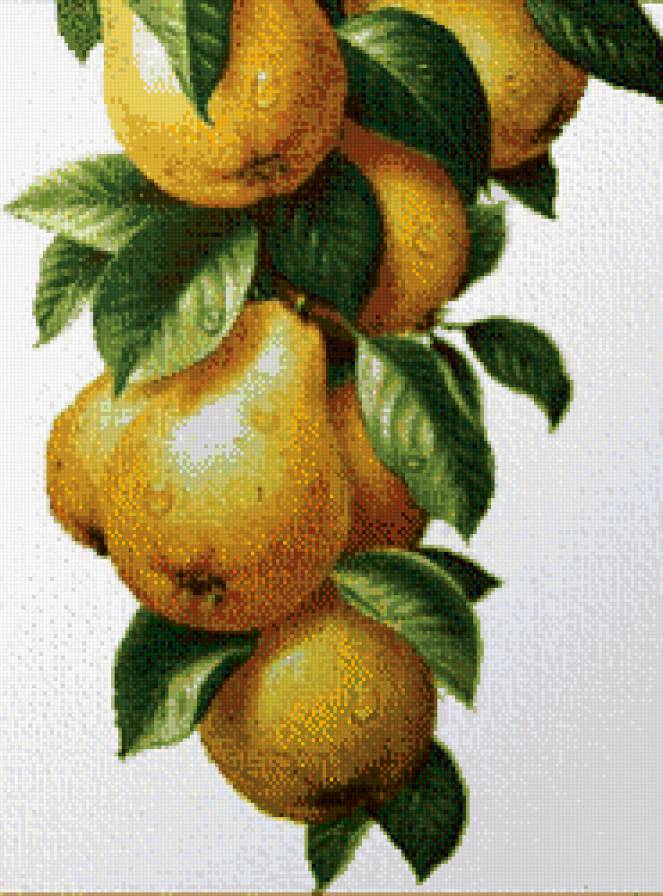 груши - предпросмотр