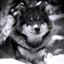 волк черно-белый