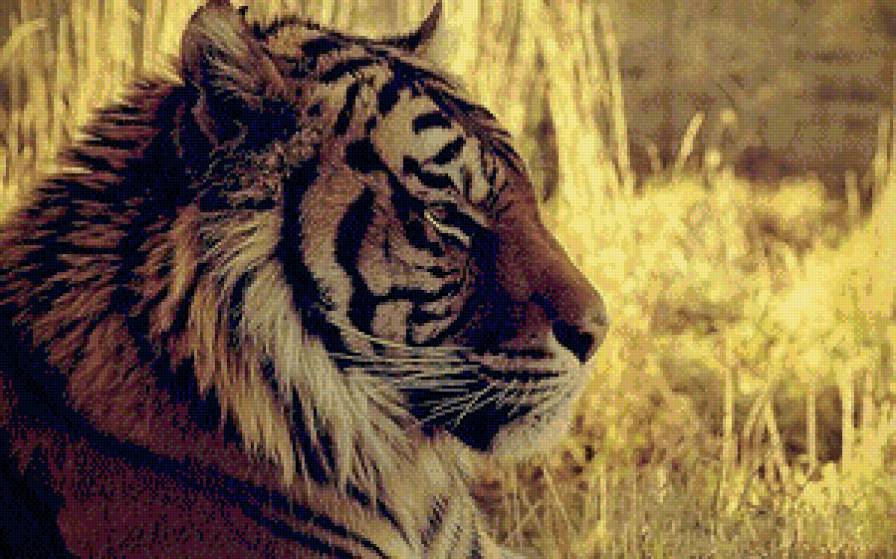 Тигр - тигры, животные - предпросмотр