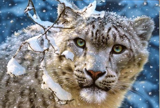 лео - кошки, хищники, леопарды, животные, снег, леопард, зима - оригинал