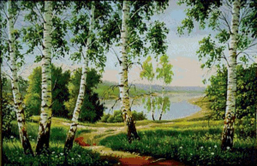 Березовая роща - березы, пейзаж, природа - предпросмотр