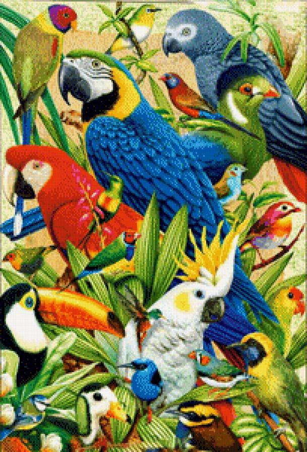 pappagalli - предпросмотр