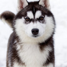 Схема вышивки «мама хасеныш»