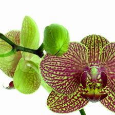 Схема вышивки «1»