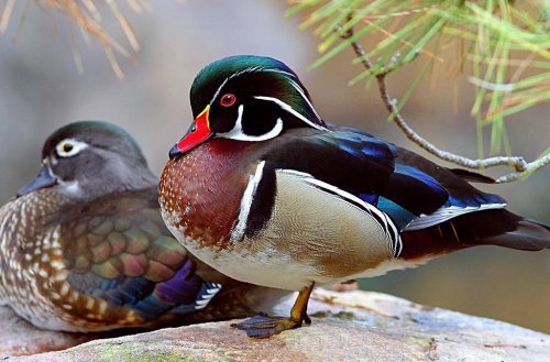 №853046 - птицы, утка, природа - оригинал