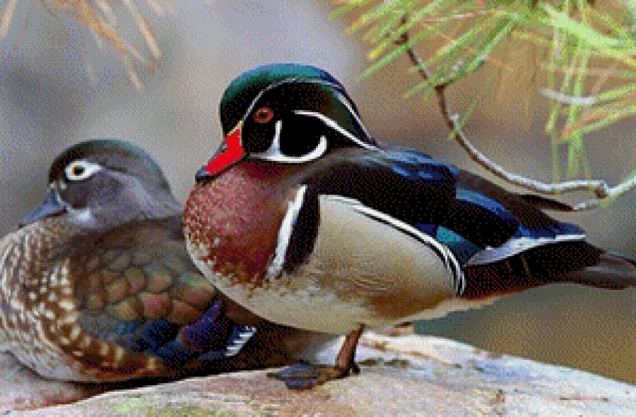 №853046 - птицы, природа, утка - предпросмотр