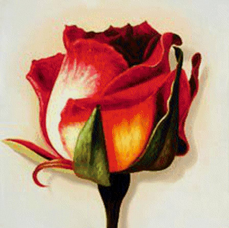 роза - цветы - предпросмотр