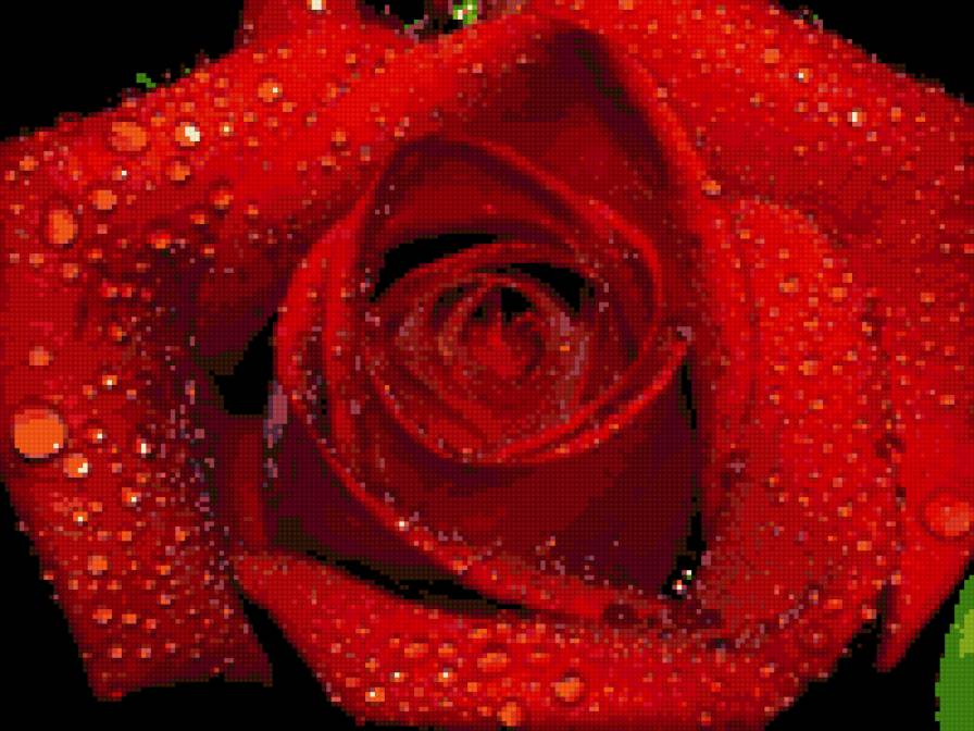 розочка - предпросмотр