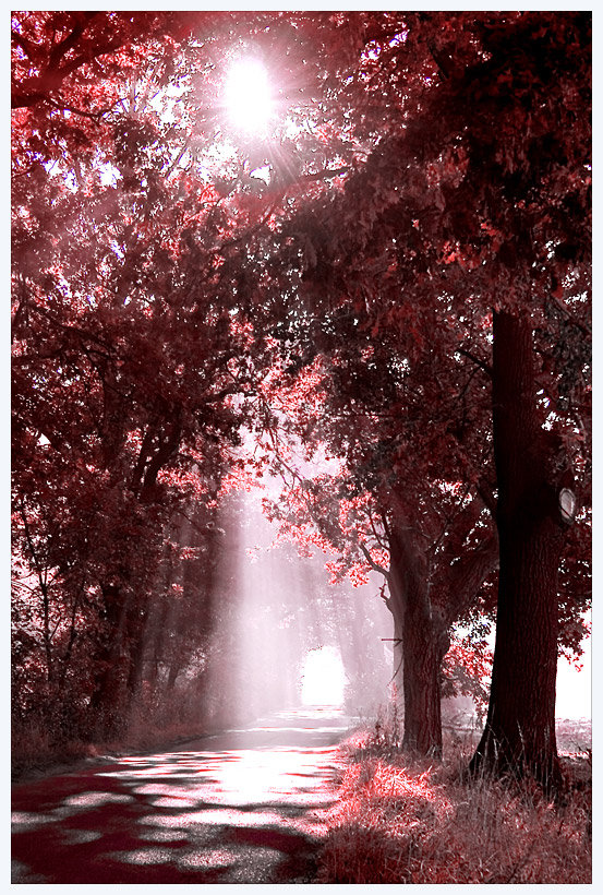 лучик солнца - деревья, природа, осень - оригинал