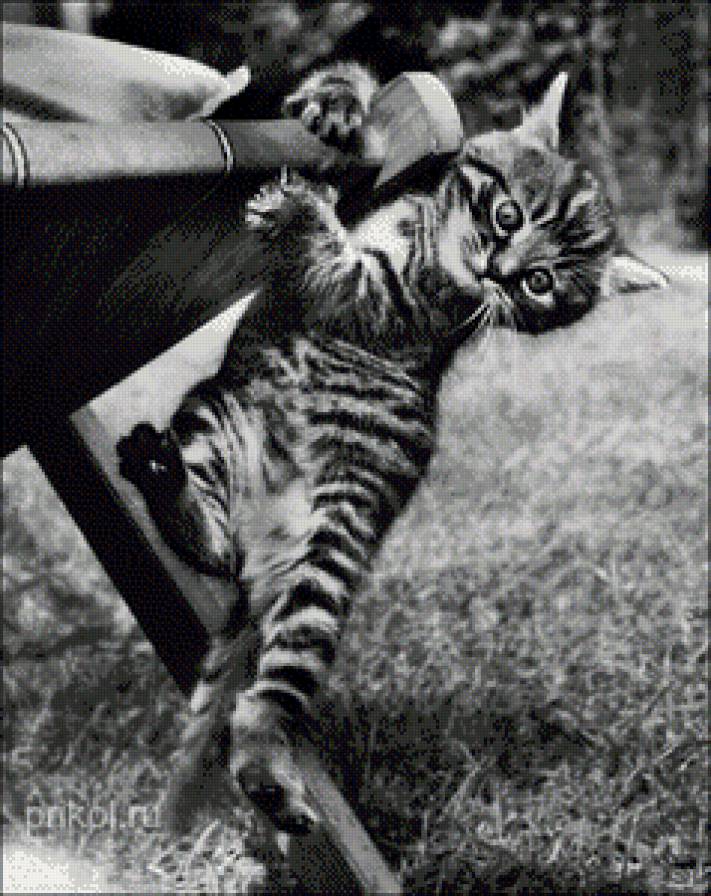 котейка - кот, котенок, черно-белое - предпросмотр