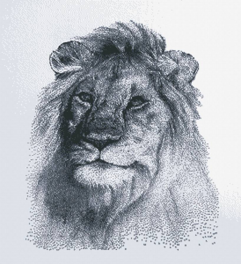 лев монохром - лев, черно-белое, кошки, монохром - предпросмотр