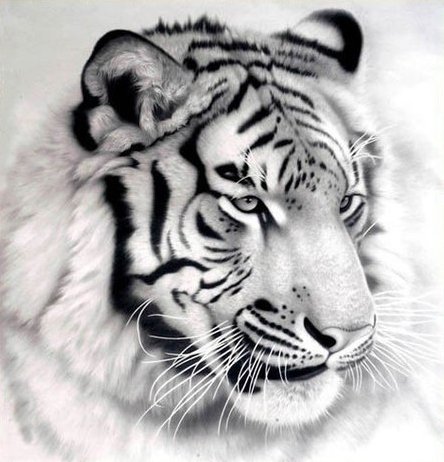 Тигр - животные, тигр - оригинал
