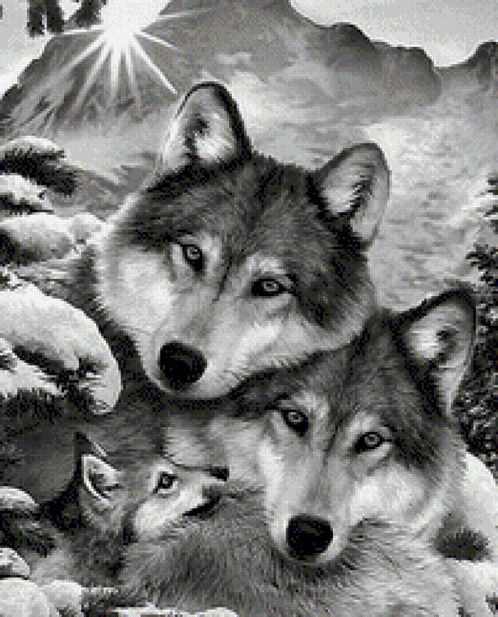Вовки 2 - вовк, почуття, тварини, природа - предпросмотр