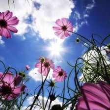 Схема вышивки «Цветы»