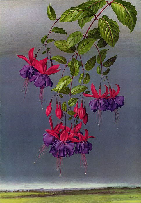 Цветок - цветы, природа - оригинал