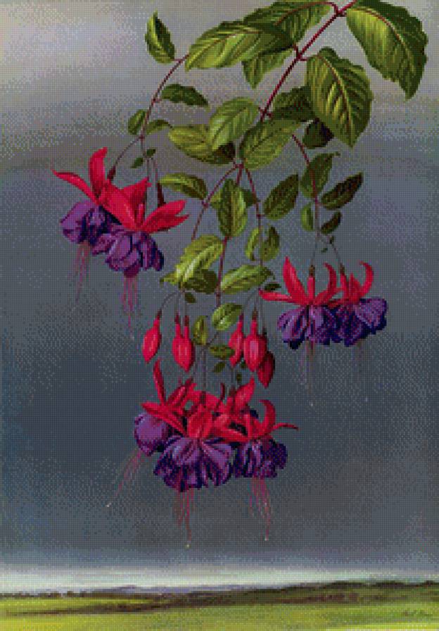 Цветок - природа, цветы - предпросмотр