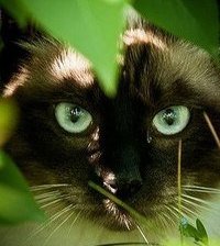 Схема вышивки «котик на охоте»