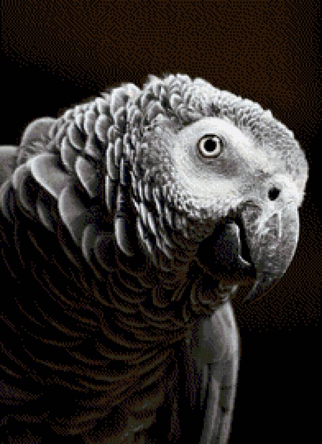 попугай монохром - попугай, черный фон, животные, монохром - предпросмотр