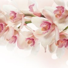 Оригинал схемы вышивки «Орхидея» (№854691)