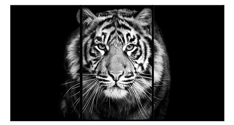 тигр - животные, кошки - оригинал