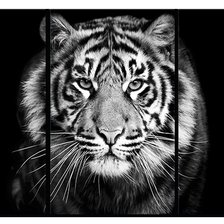 Оригинал схемы вышивки «тигр» (№854923)