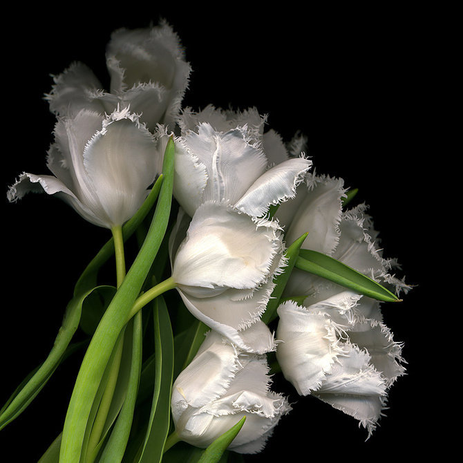 тюльпаны - оригинал