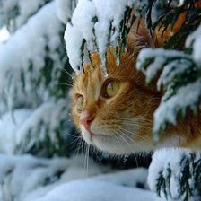 Оригинал схемы вышивки «кот в зимнем лесу» (№855723)