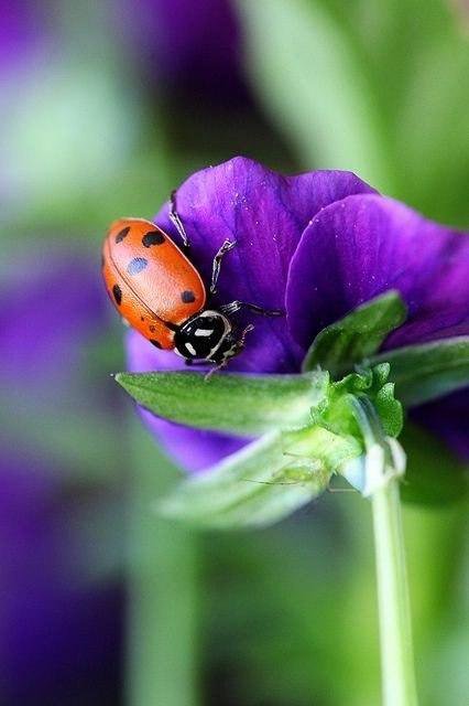 Букашечка - оригинал