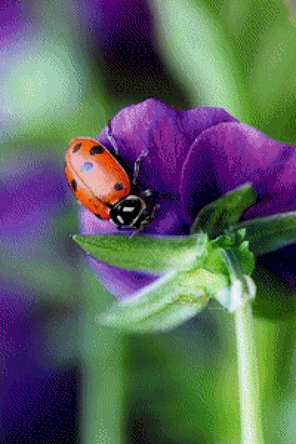 Букашечка - предпросмотр