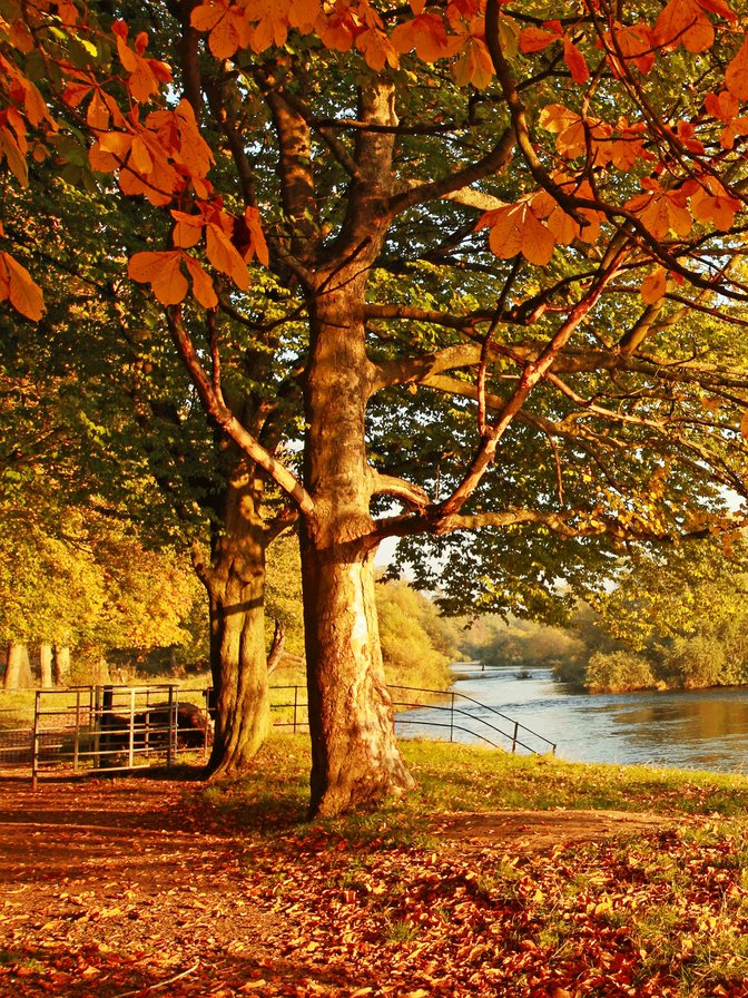 Солнечная осень 1 - дерево, осень, природа, река - оригинал