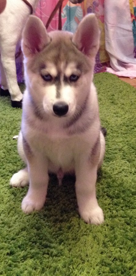 хаски - оригинал