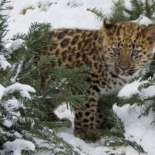 Схема вышивки «№855903»