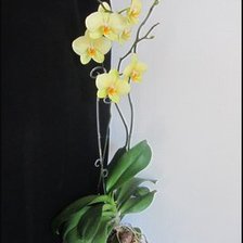 Оригинал схемы вышивки «орхидея» (№856007)