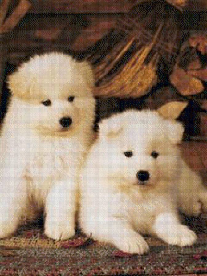 собачки - собака, животные, собаки, щеночек, милост - предпросмотр