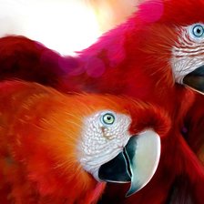 Схема вышивки «пара попугаев»