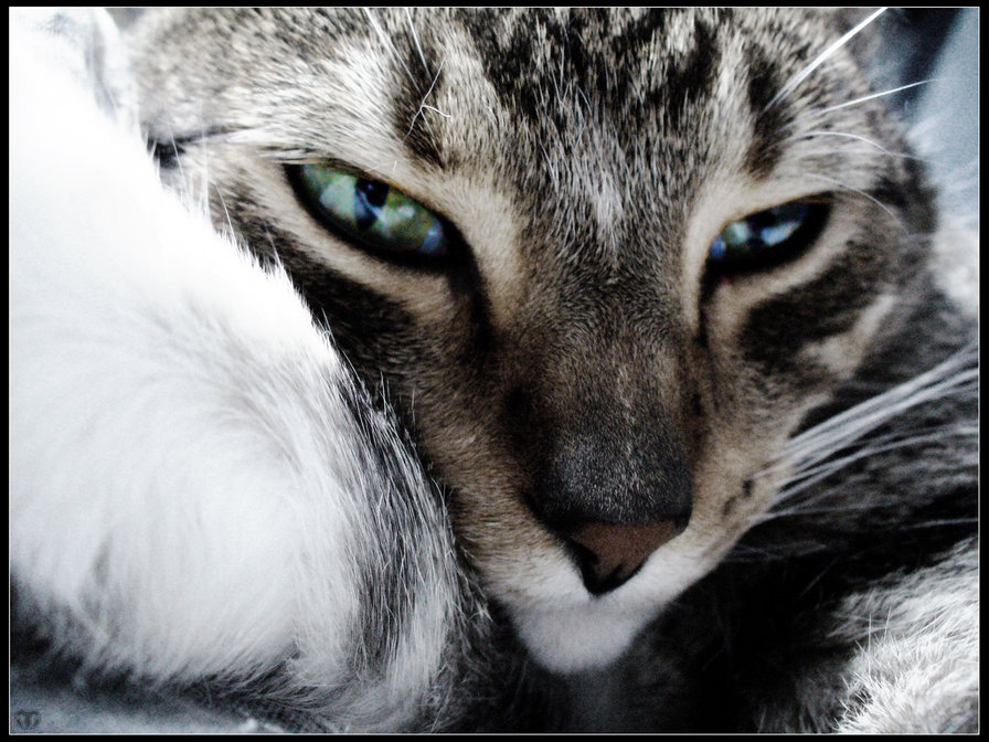 Кошка - кошка - оригинал