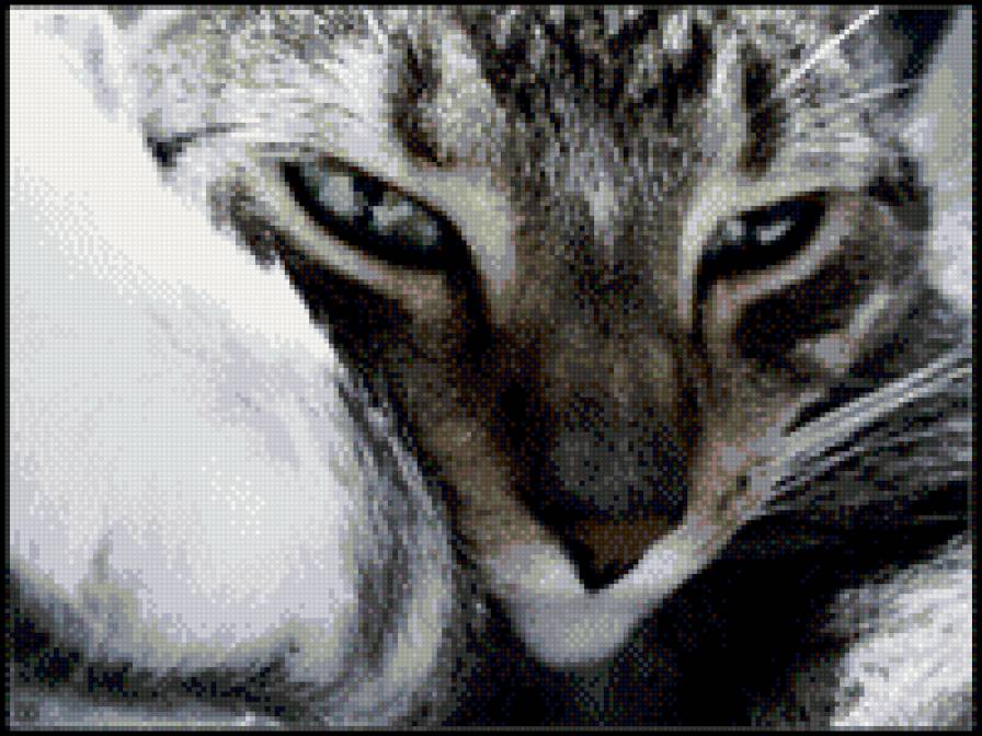 Кошка - кошка - предпросмотр