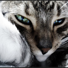 Схема вышивки «Кошка»