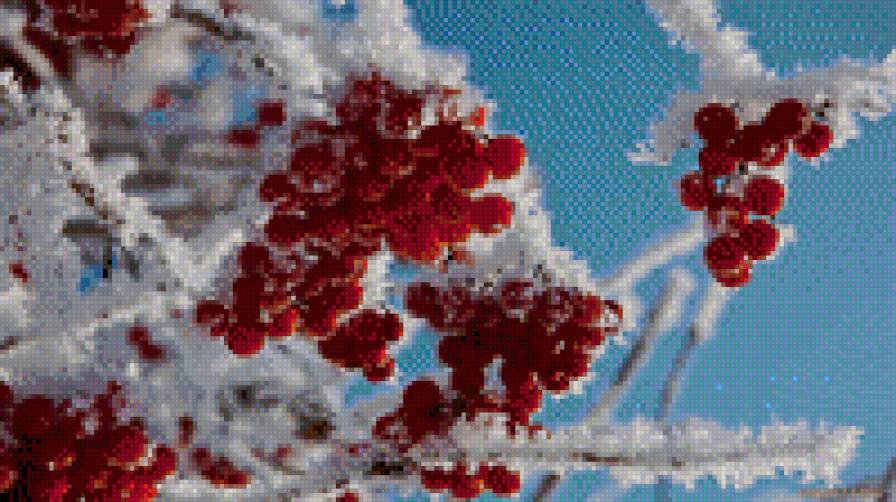 рябина - предпросмотр