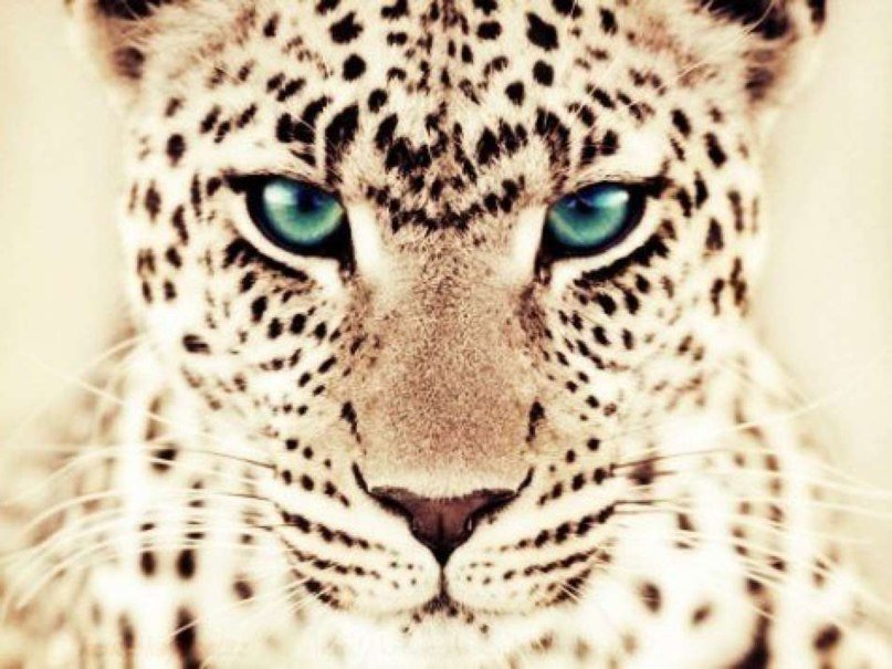 леопард - кошка, голубые глаза, леопард - оригинал