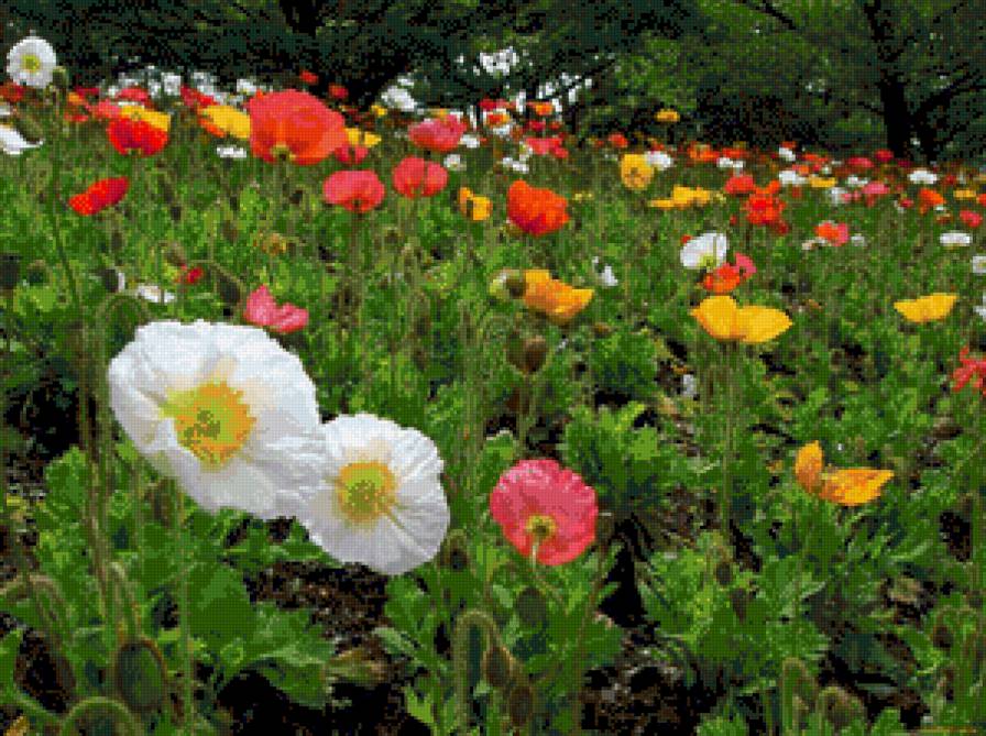 маковое поле - предпросмотр