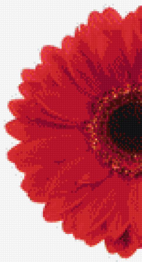 Полгерберы - красное, гербера - предпросмотр