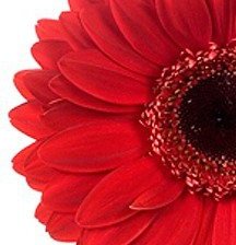 Схема вышивки «Полгерберы»